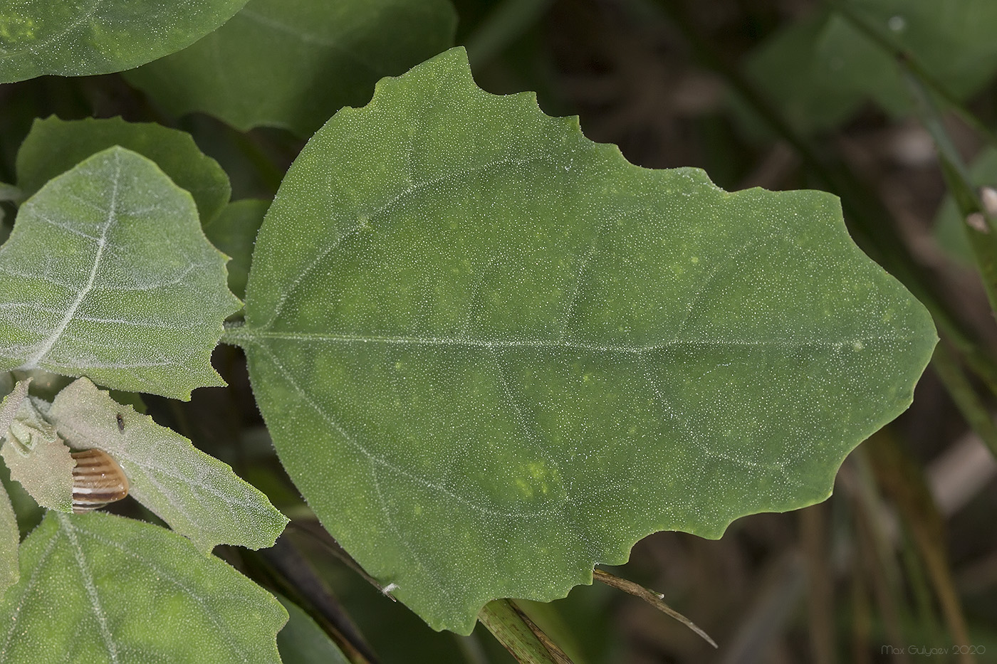 Image of Chenopodium album specimen.