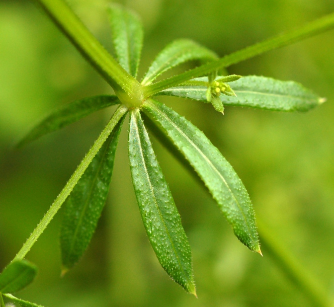 Image of Galium vaillantii specimen.