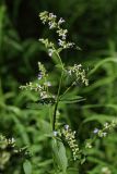 Nepeta nuda