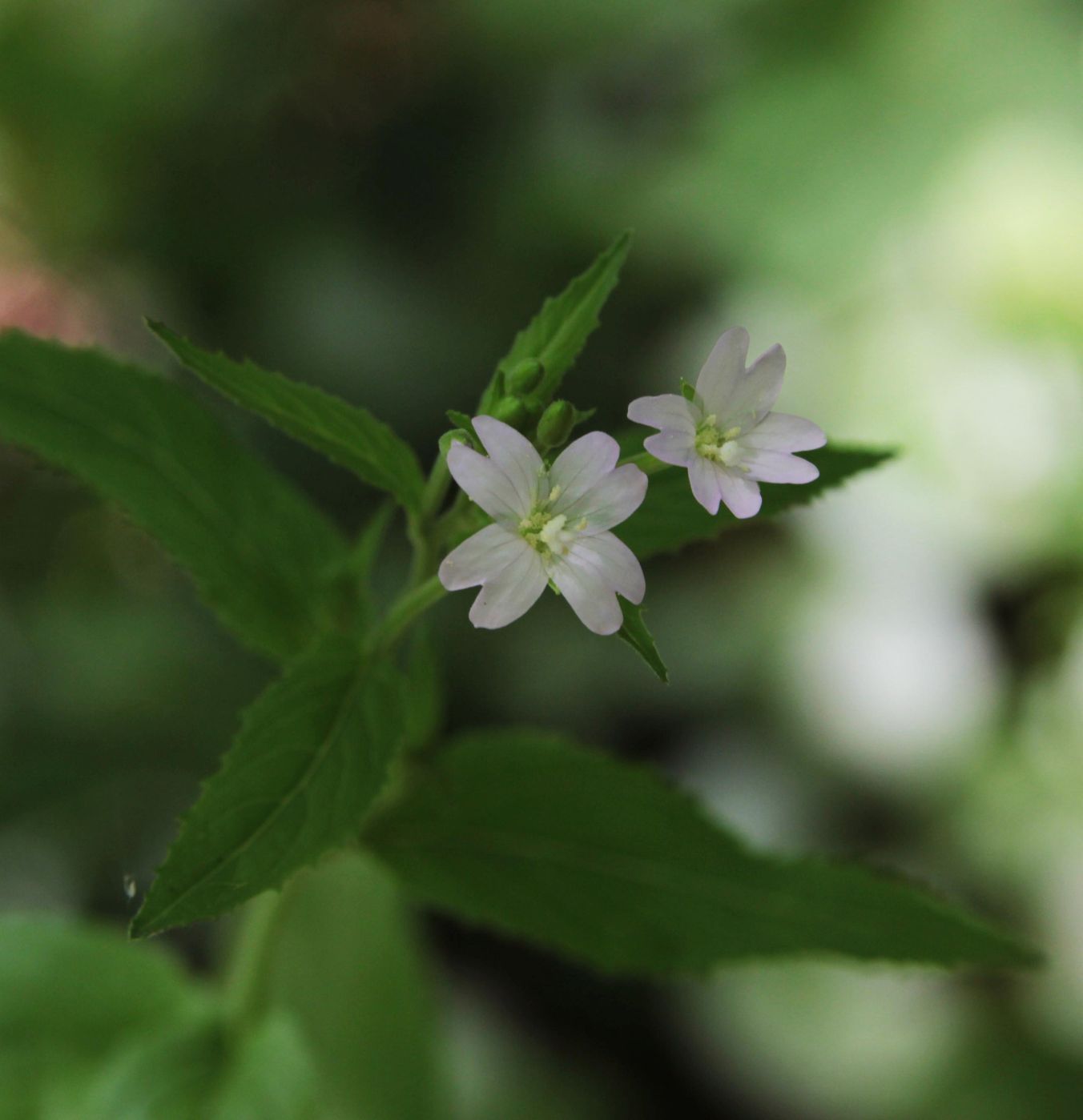 Image of Epilobium montanum specimen.