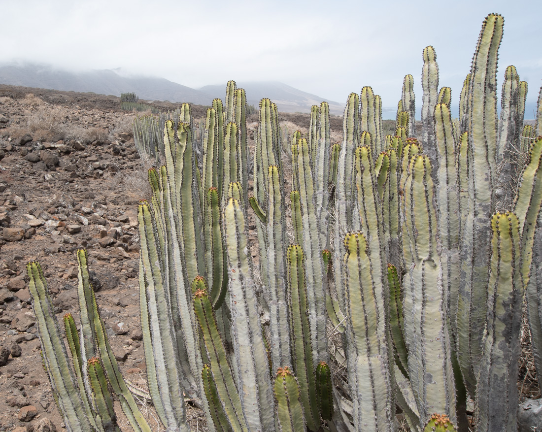 Image of Euphorbia canariensis specimen.