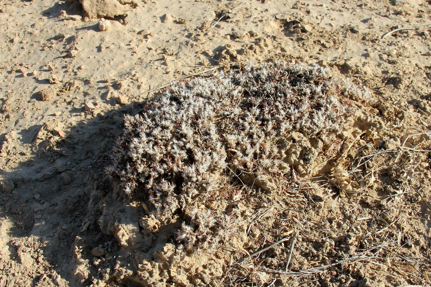 Изображение особи Polygonum pulvinatum.