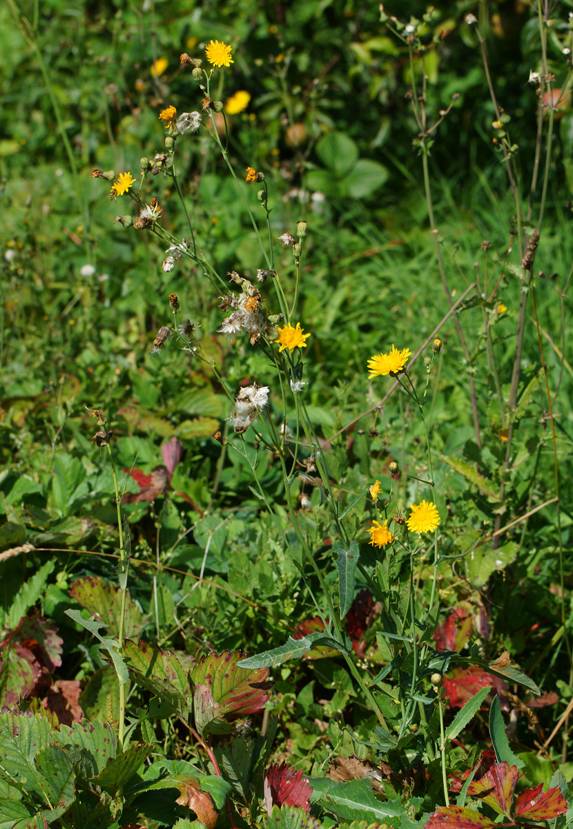 Image of Sonchus arvensis ssp. uliginosus specimen.