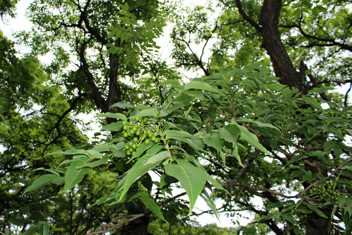 Изображение особи Phellodendron amurense.