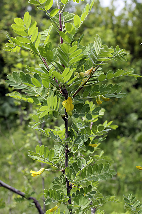 Image of Caragana arborescens specimen.