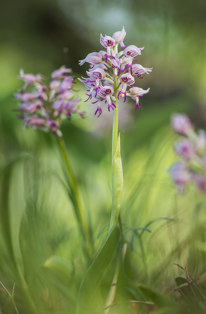 Изображение особи Orchis simia.