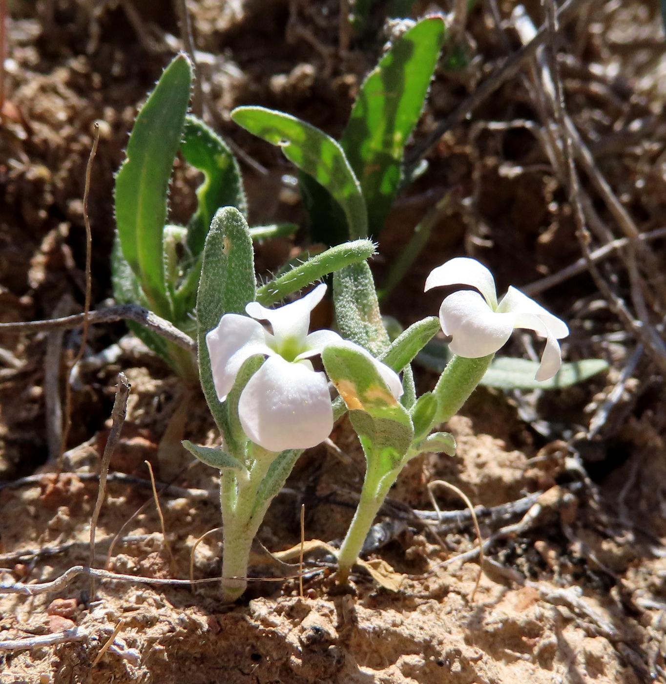 Image of Matthiola bucharica specimen.