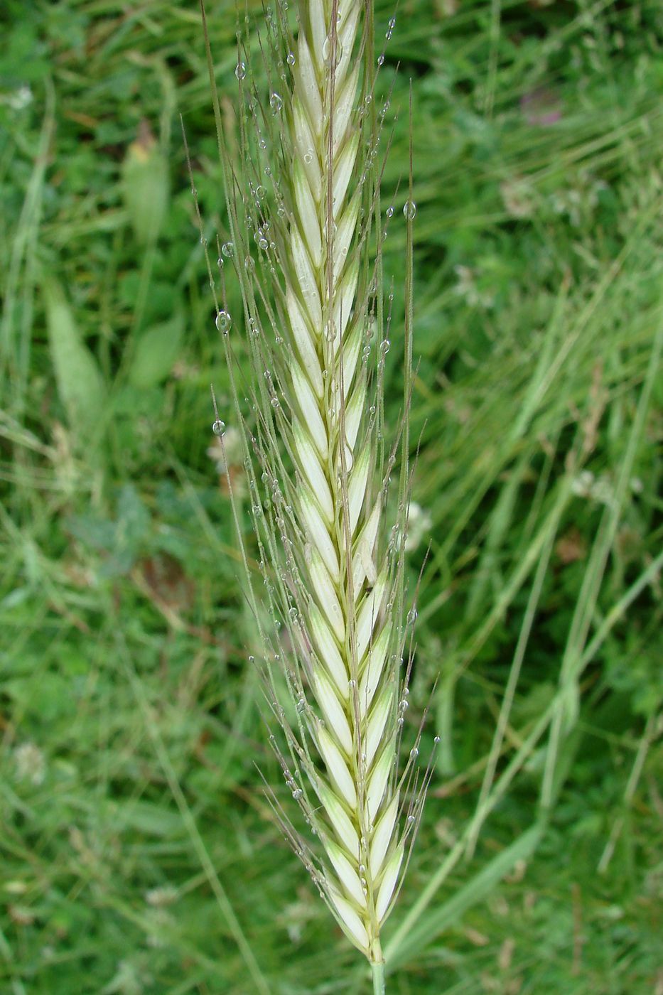 Image of Hordeum bulbosum specimen.