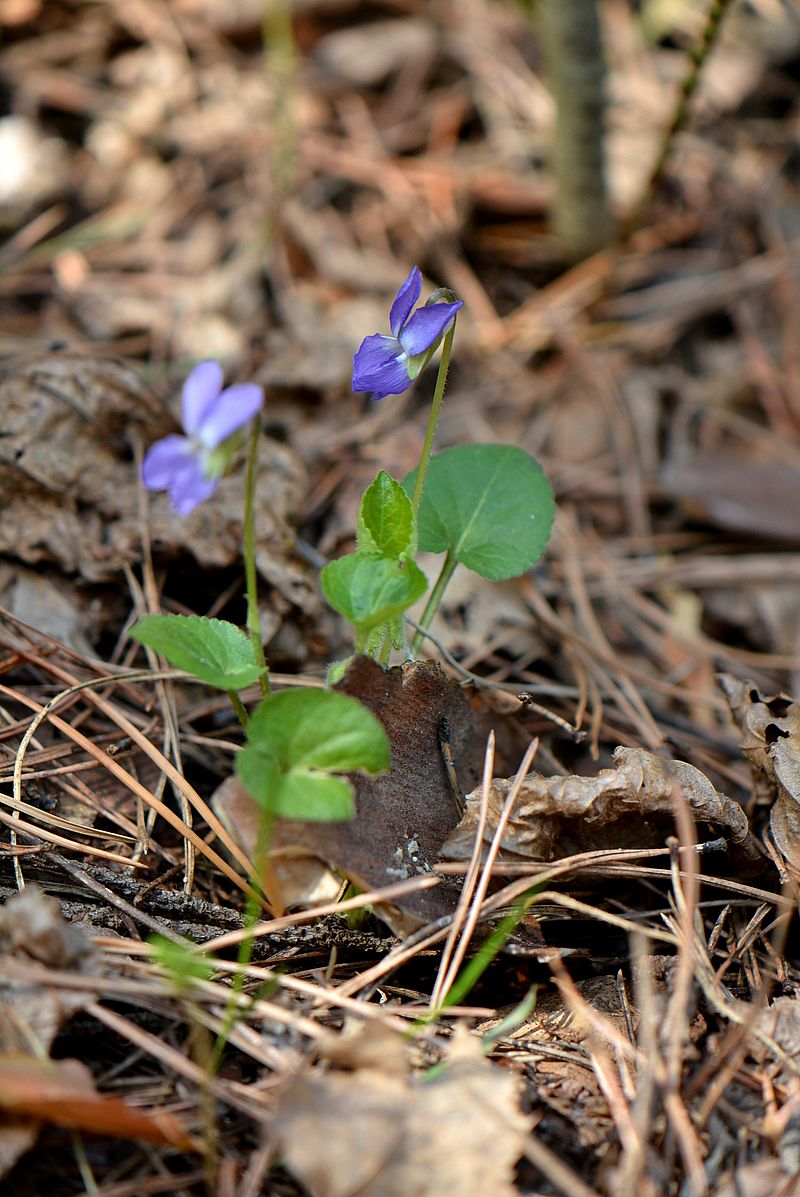 Image of genus Viola specimen.