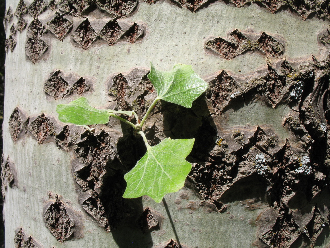 Image of Populus berkarensis specimen.