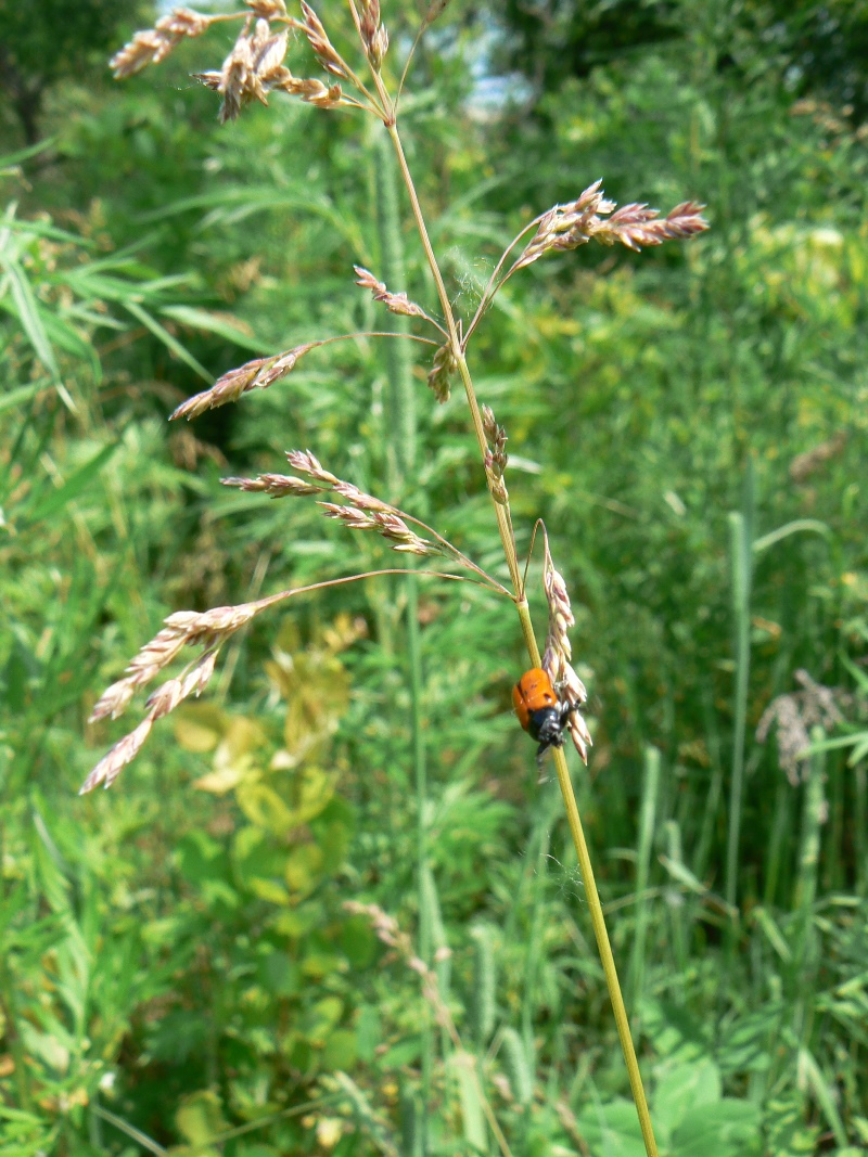 Image of Poa pratensis specimen.