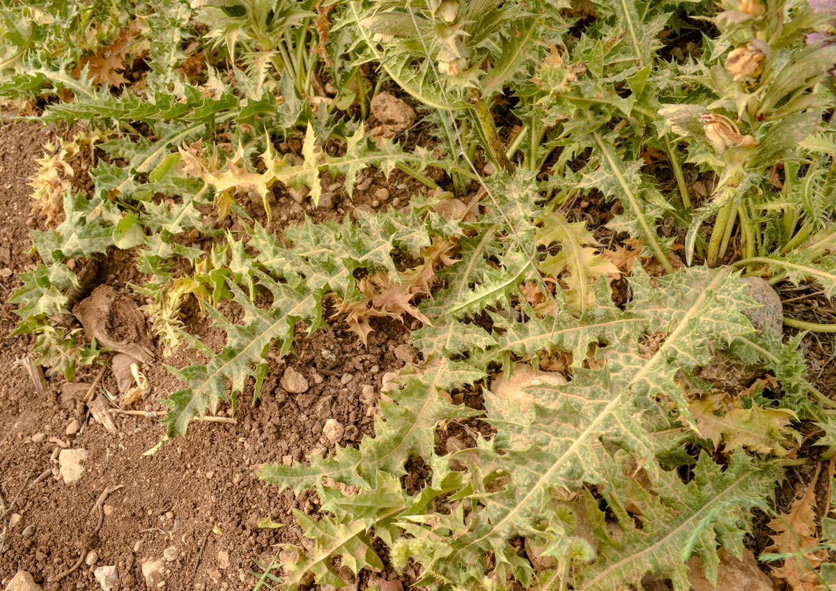 Изображение особи Acanthus syriacus.