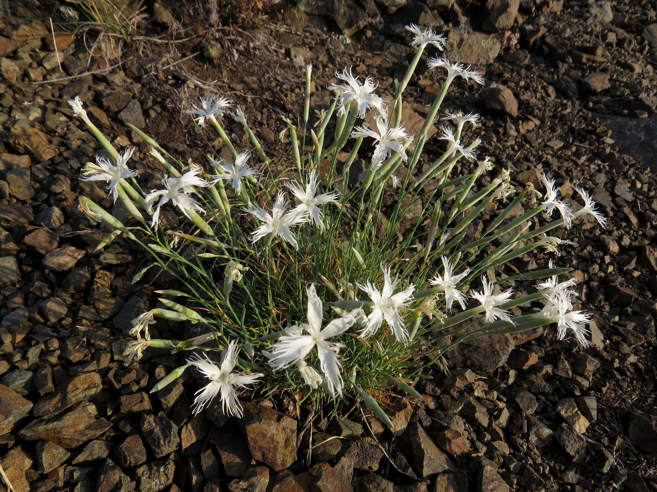 Image of Dianthus acicularis specimen.