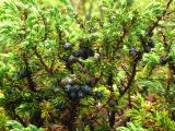 Juniperus sibirica. Верхушка ветки с зрелыми шишкоягодами. Камчатский край, Елизовский район, природный парк \"Вулканы Камчатки\", кордон Семёновский, сухая тундра. 10.07.2009.