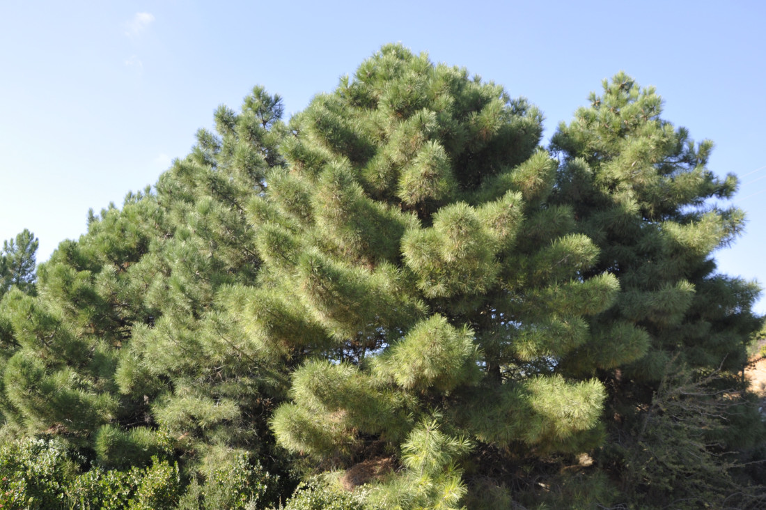 Image of Pinus pinaster specimen.