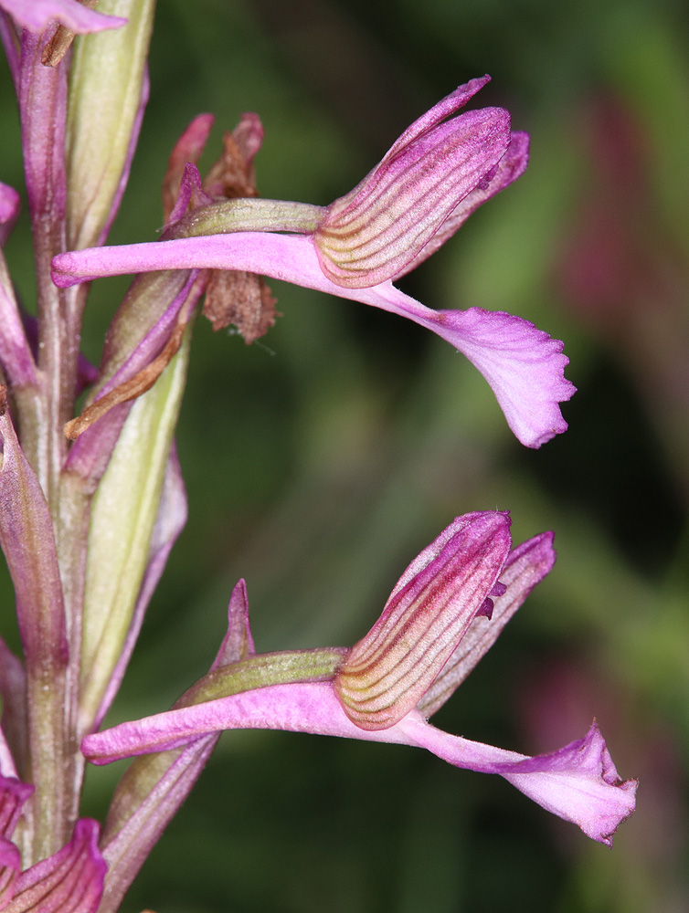 Image of Anacamptis &times; gennarii nothosubsp. orientecaucasica specimen.