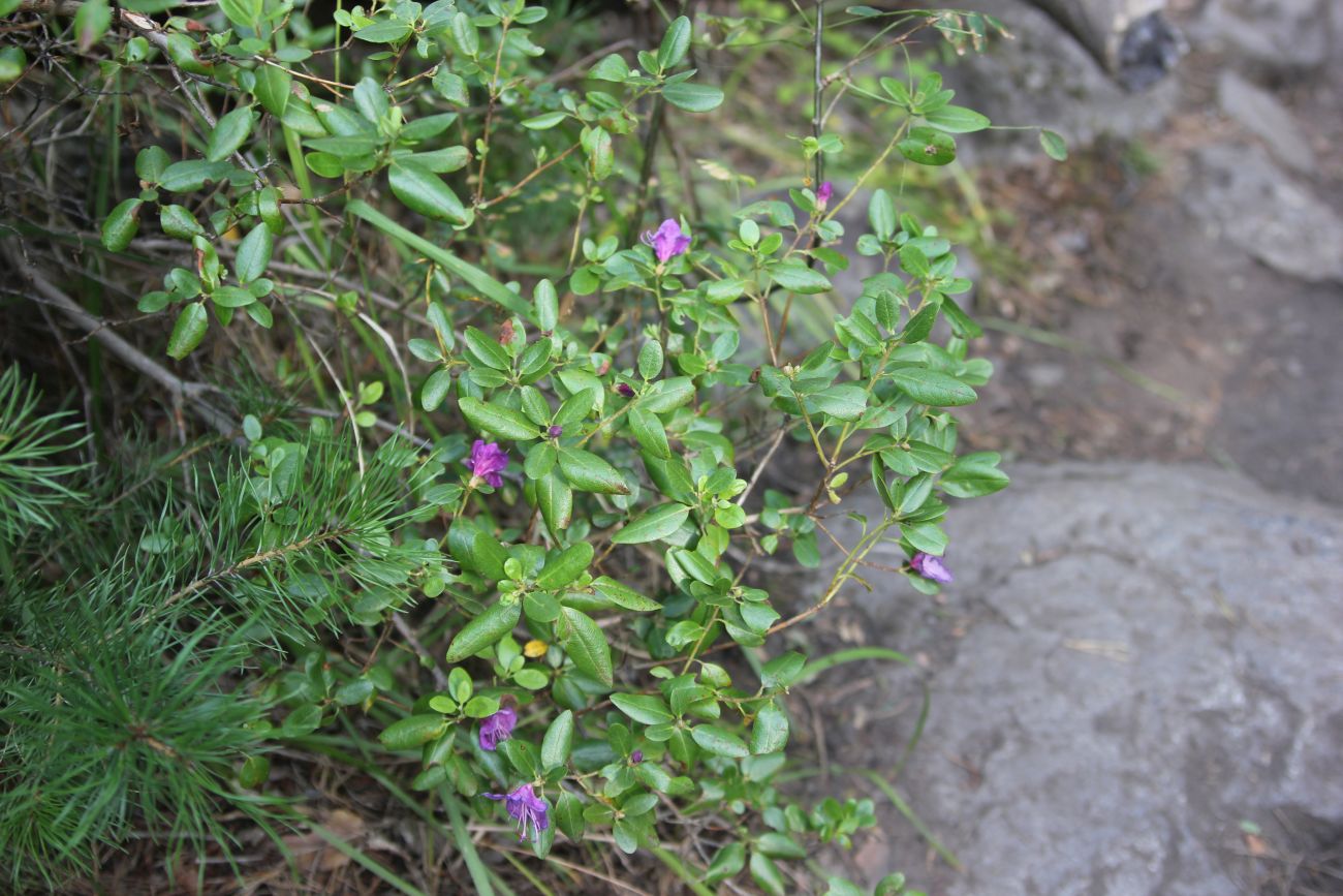 Image of Rhododendron ledebourii specimen.