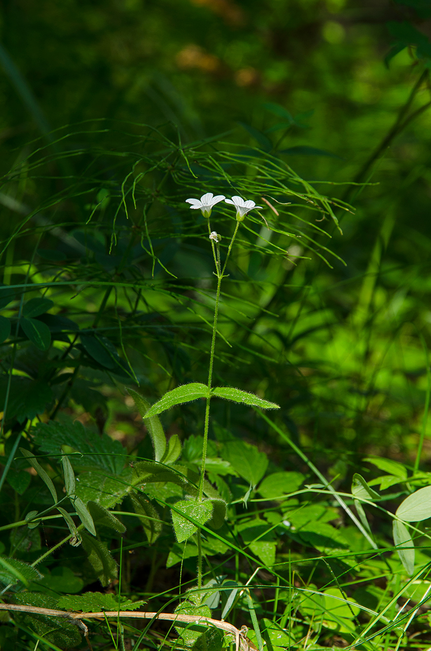 Image of Cerastium pauciflorum specimen.