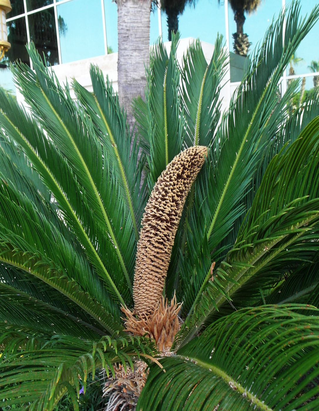 Изображение особи Cycas revoluta.