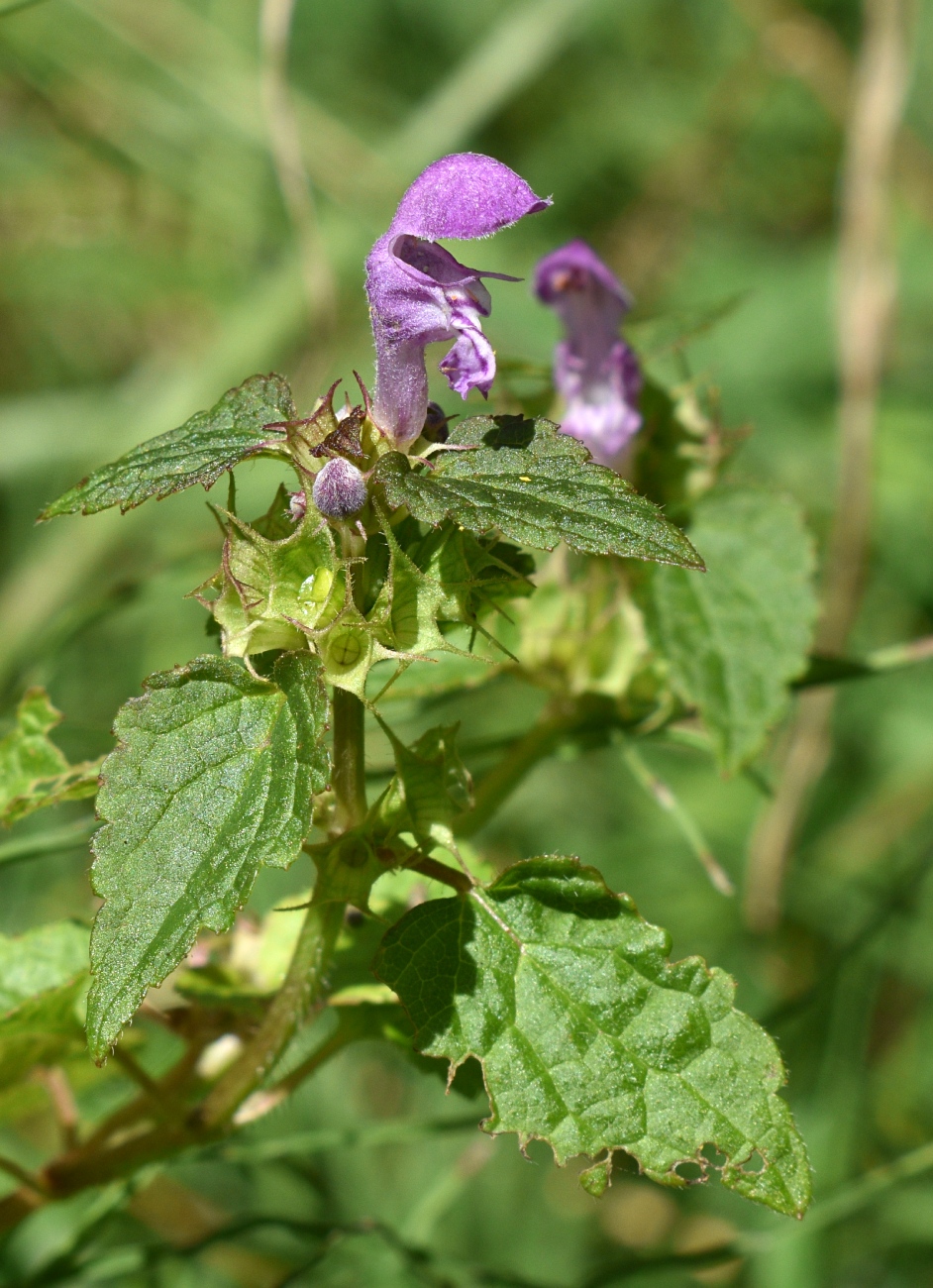 Изображение особи Lamium maculatum.