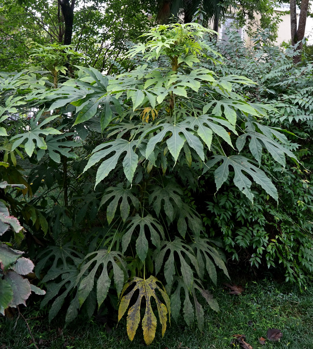 Изображение особи Fatsia japonica.