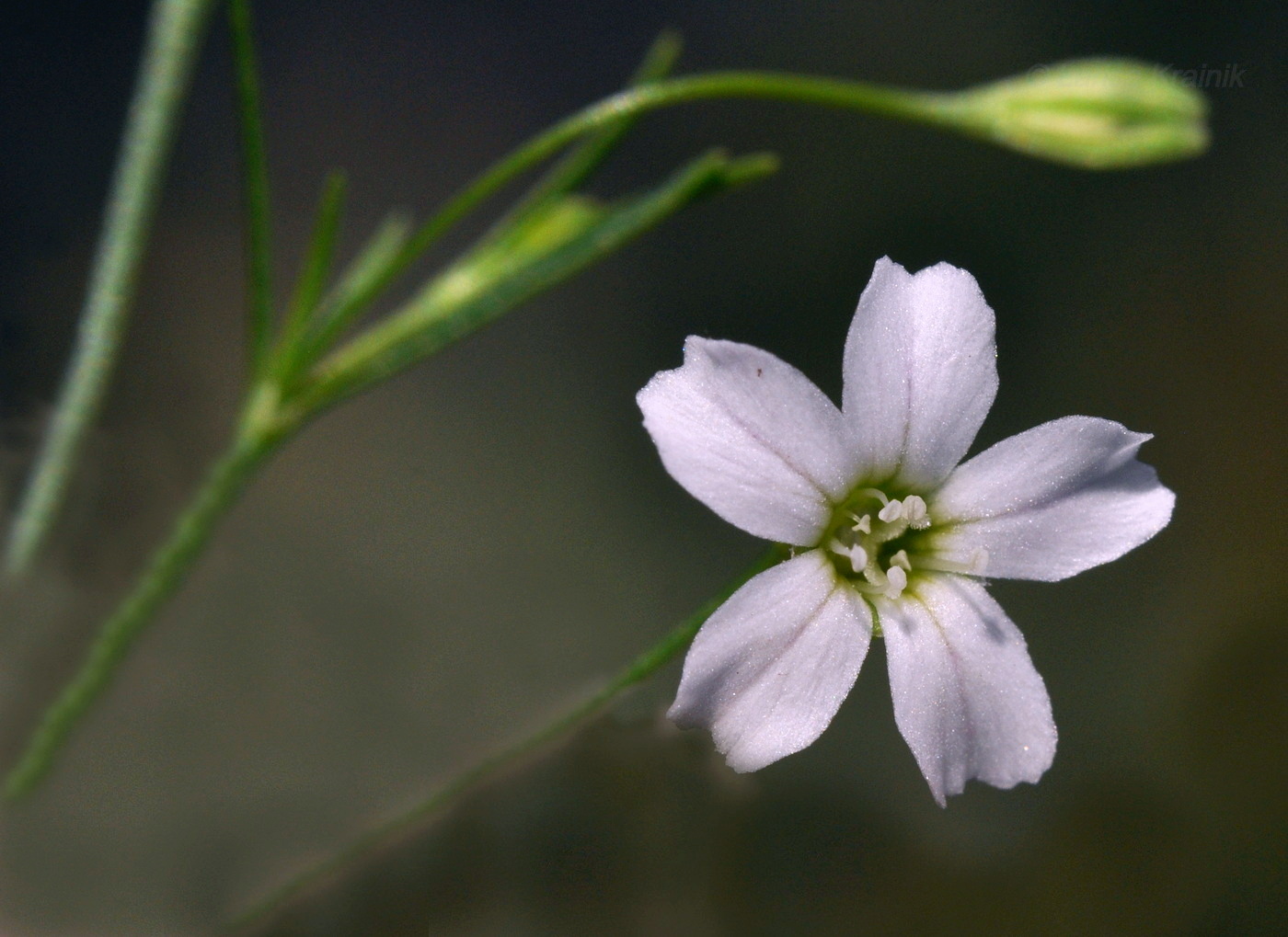 Изображение особи Psammophiliella muralis.