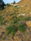 Achillea millefolium