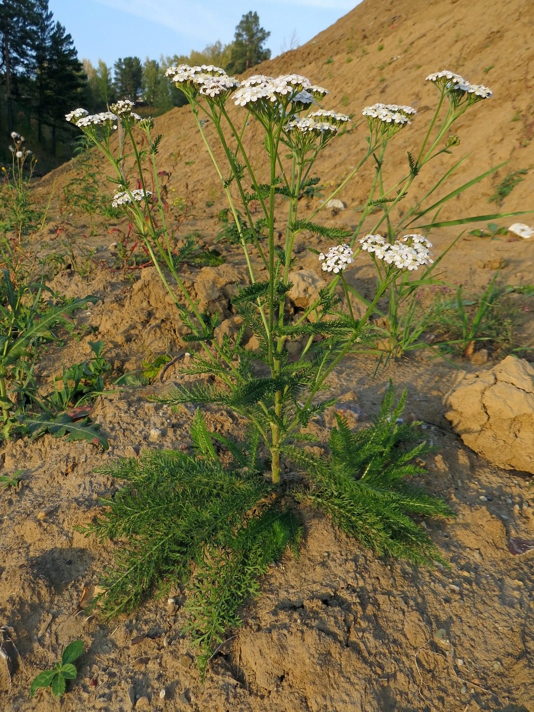 Image of Achillea millefolium specimen.