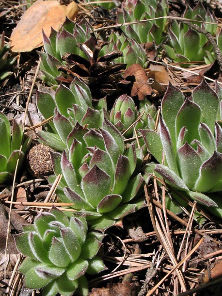 Изображение особи Sempervivum ruthenicum.