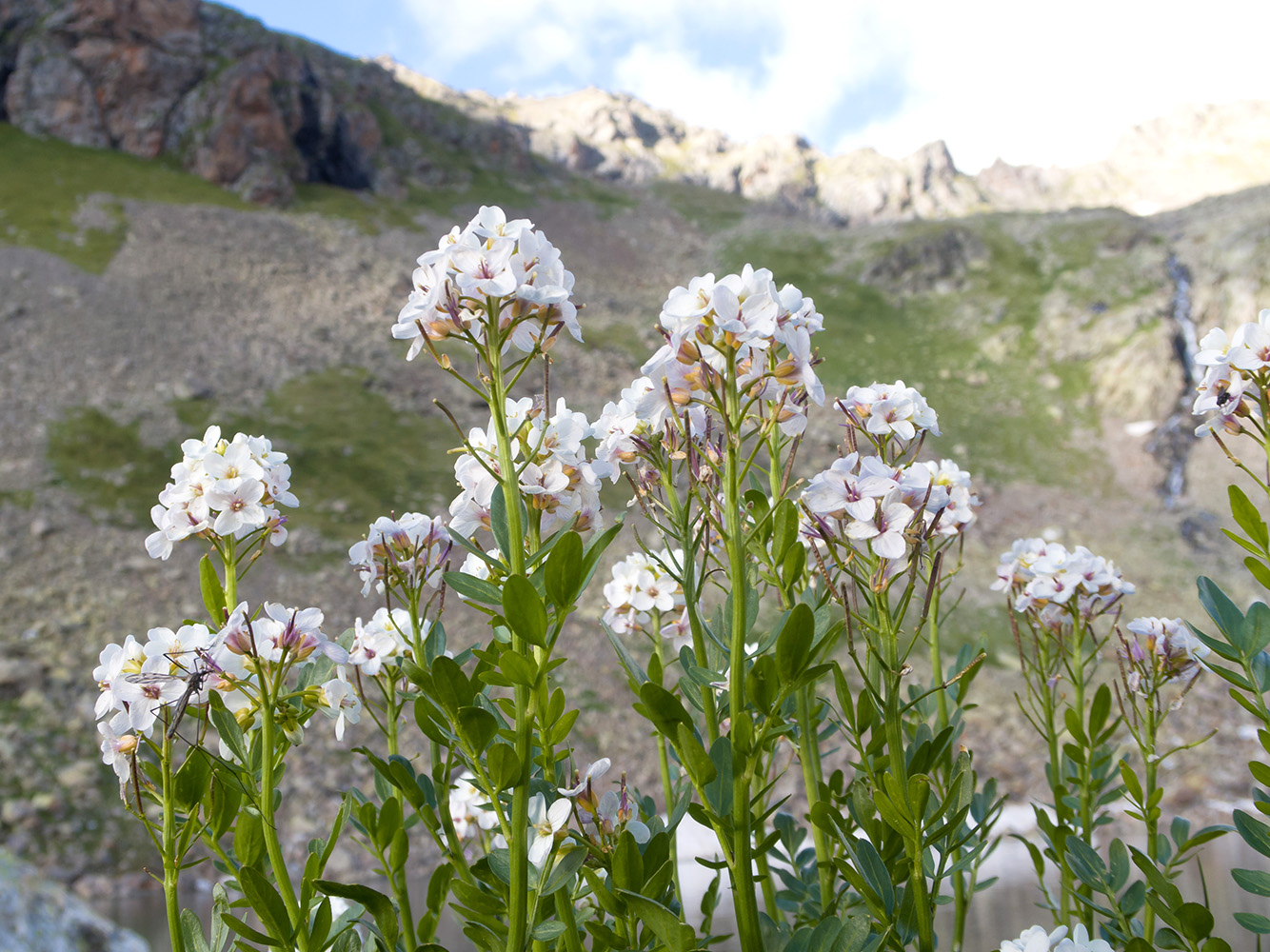 Изображение особи Cardamine uliginosa.