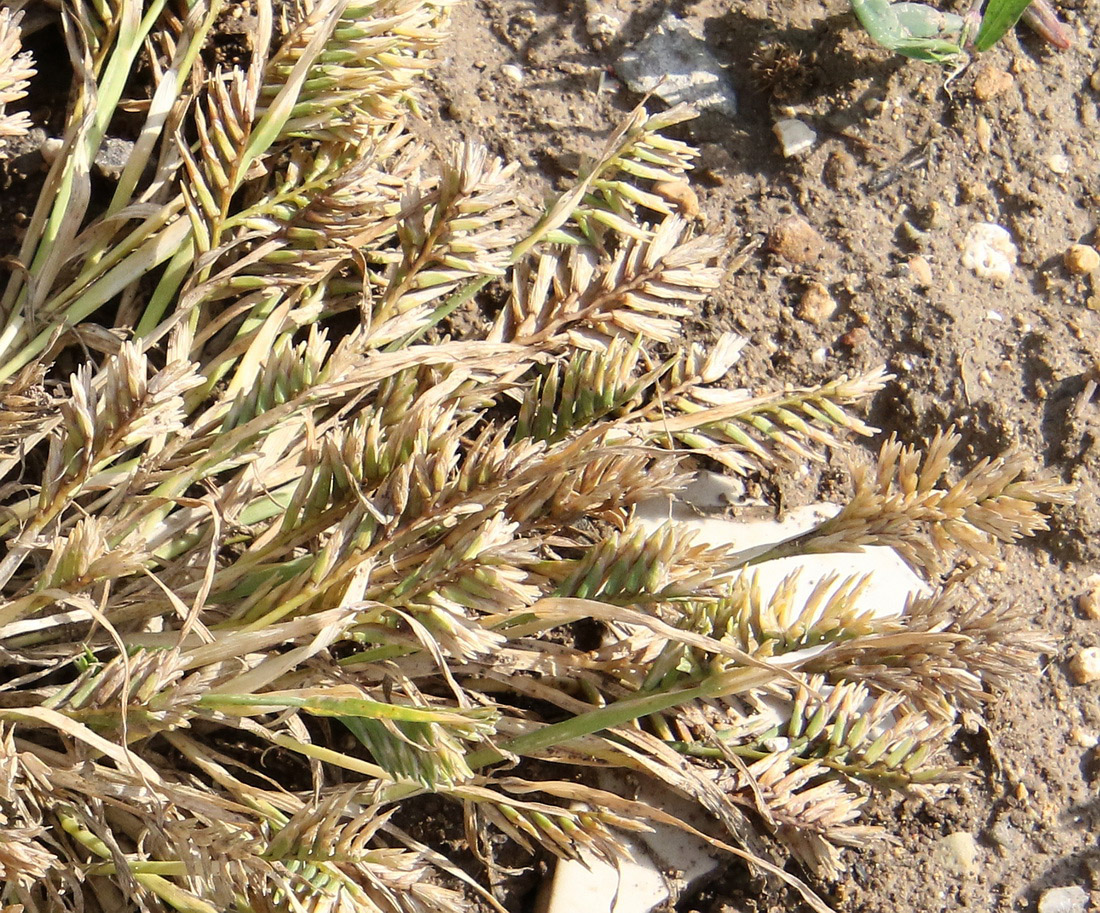 Image of Sclerochloa dura specimen.