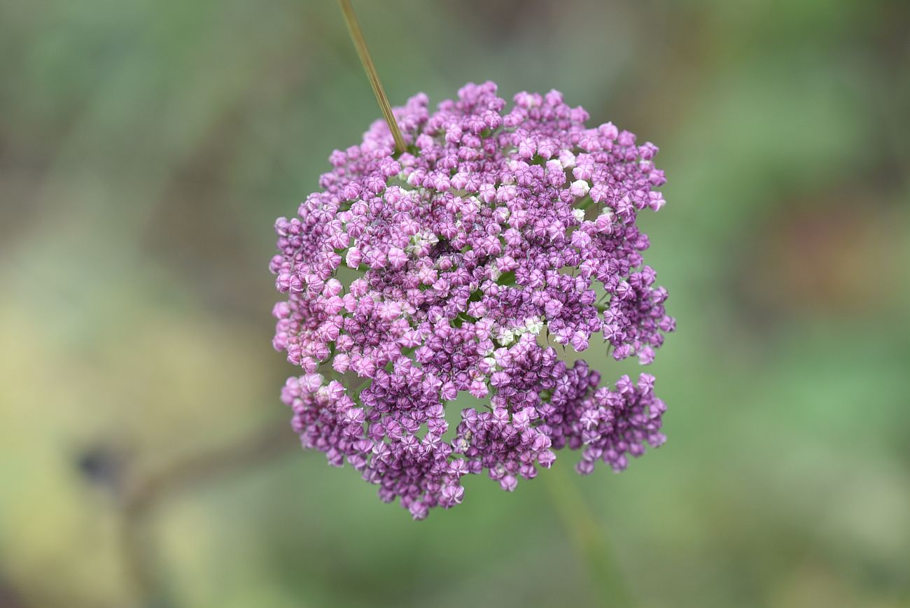 Image of familia Apiaceae specimen.