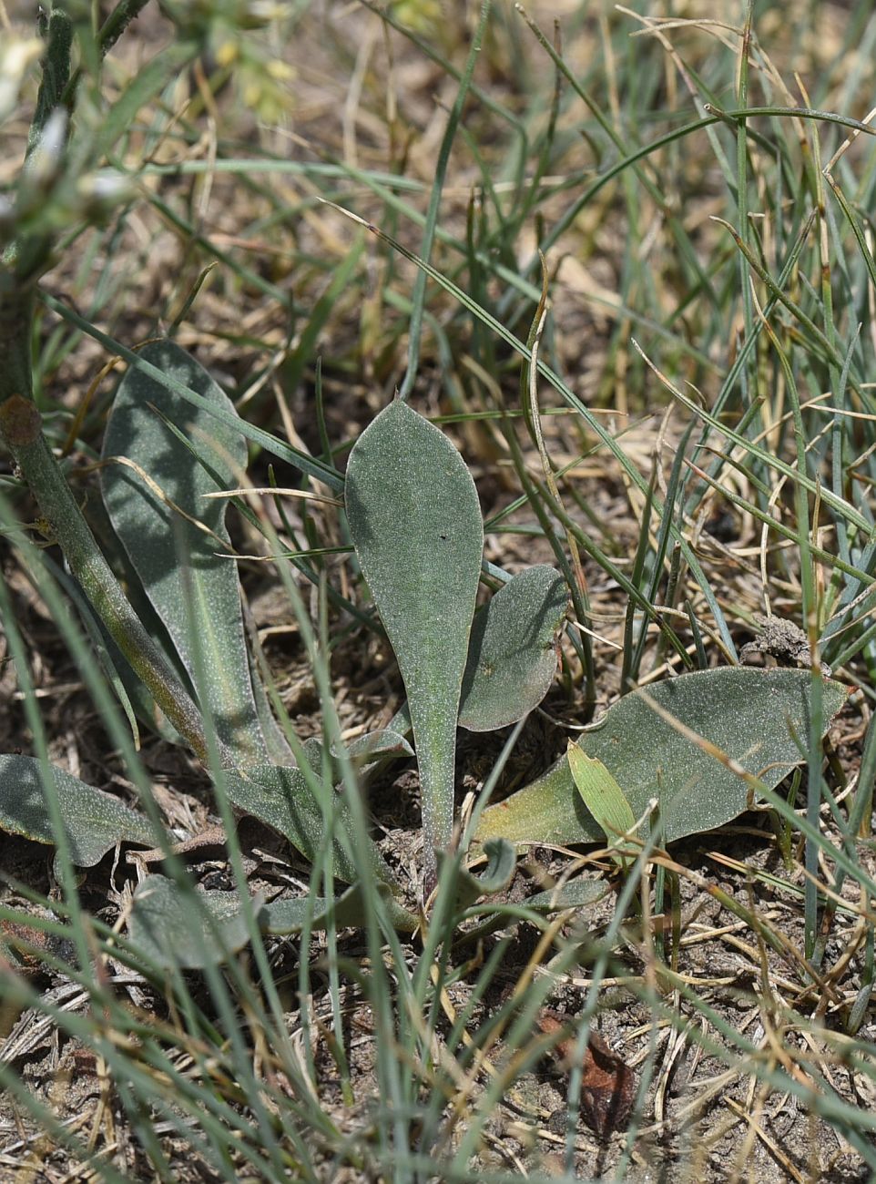 Image of Goniolimon tataricum specimen.