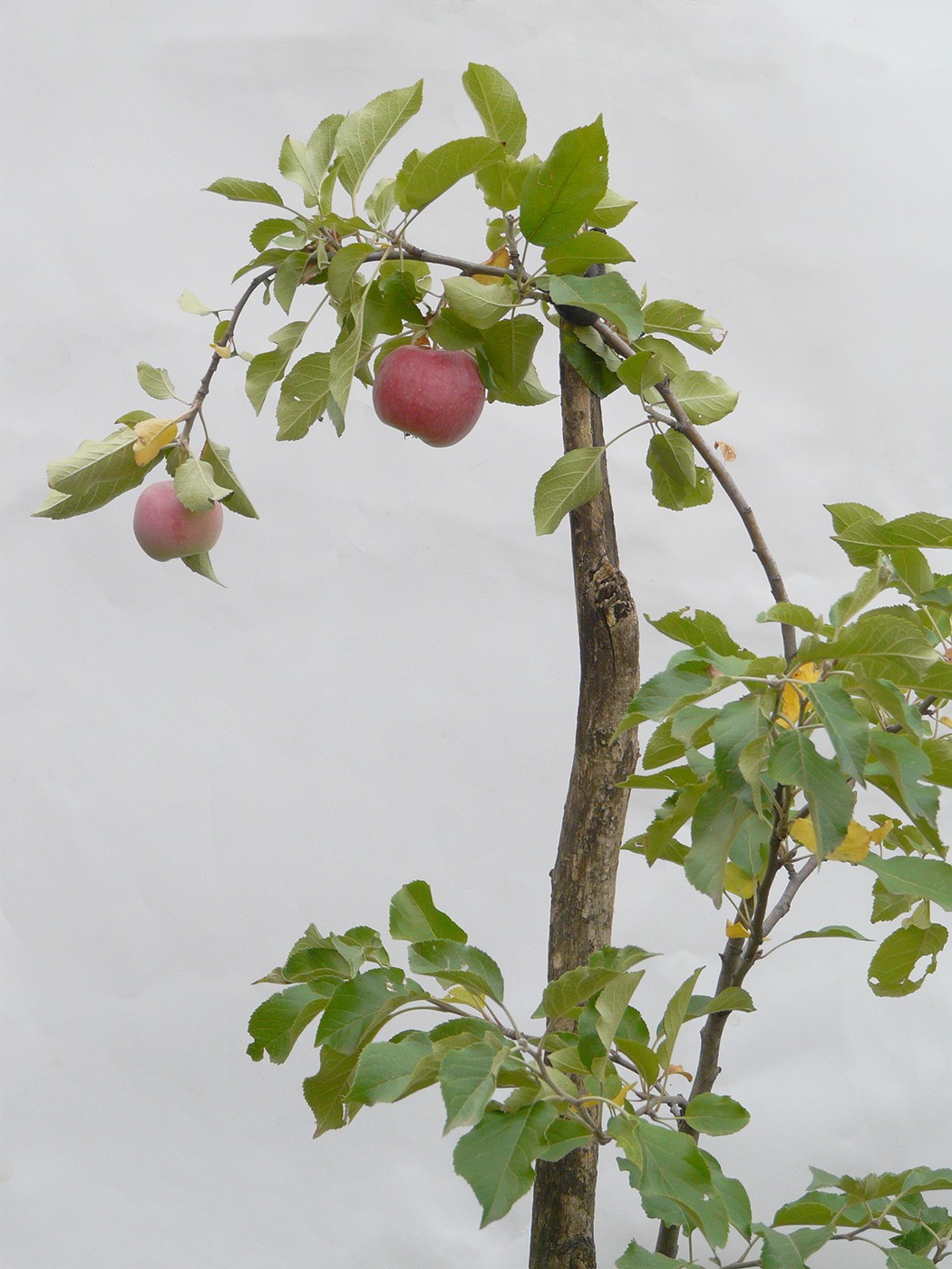 Изображение особи Malus domestica.