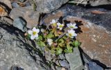 Saxifraga sibirica