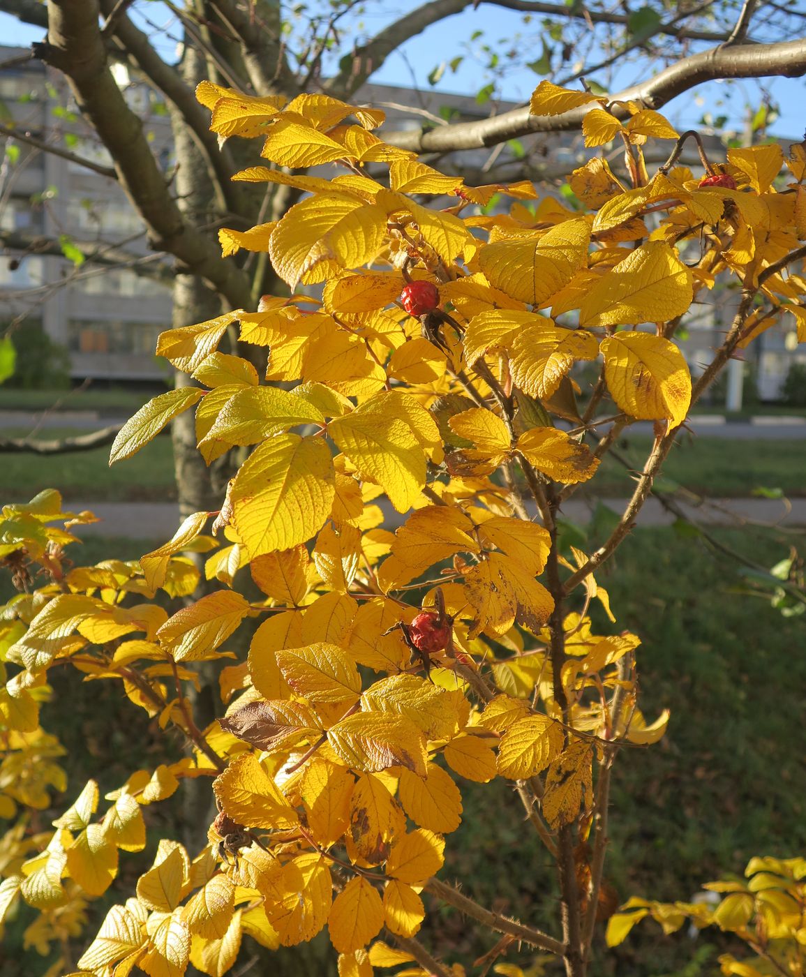 Image of Rosa rugosa specimen.