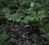 Actaea erythrocarpa