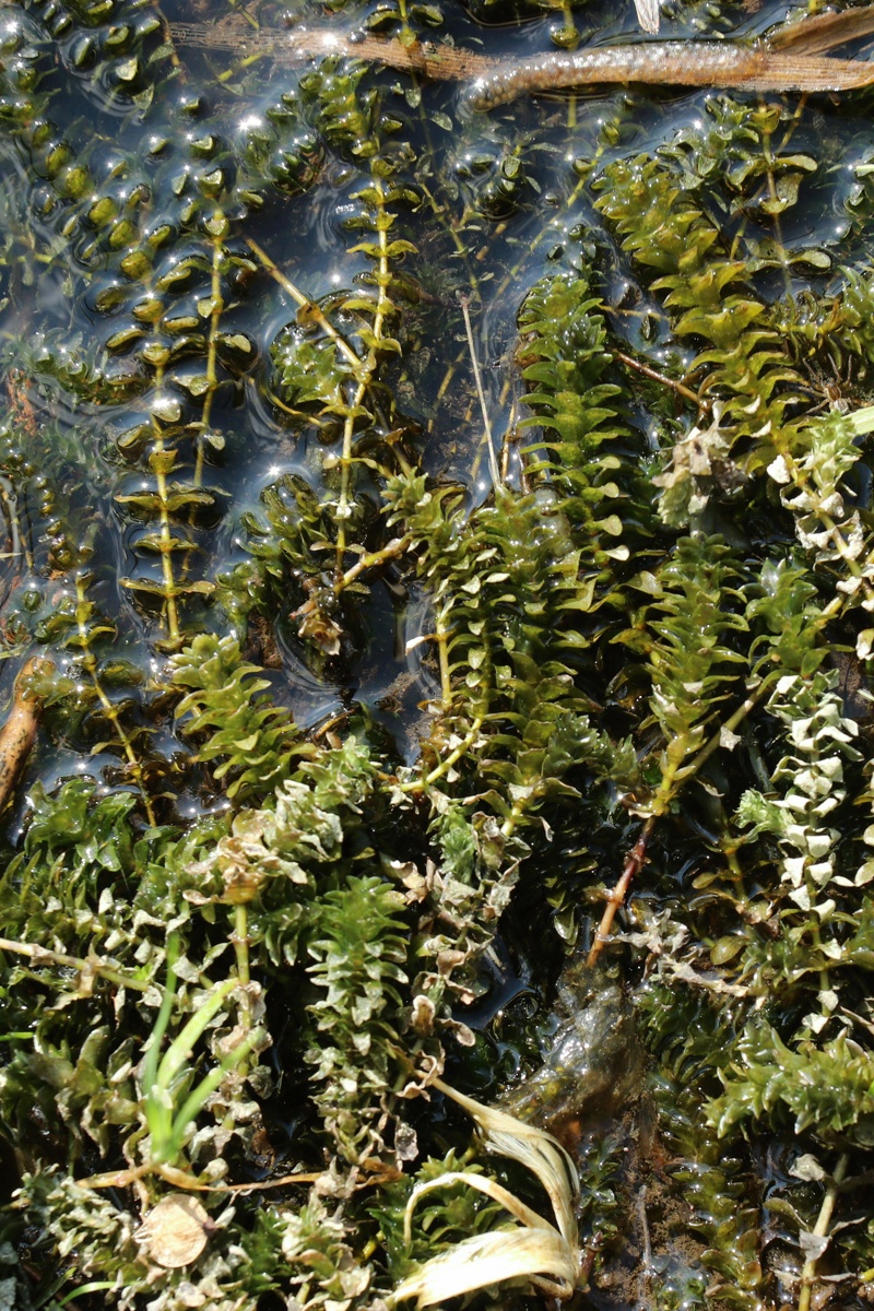 Image of Elodea canadensis specimen.