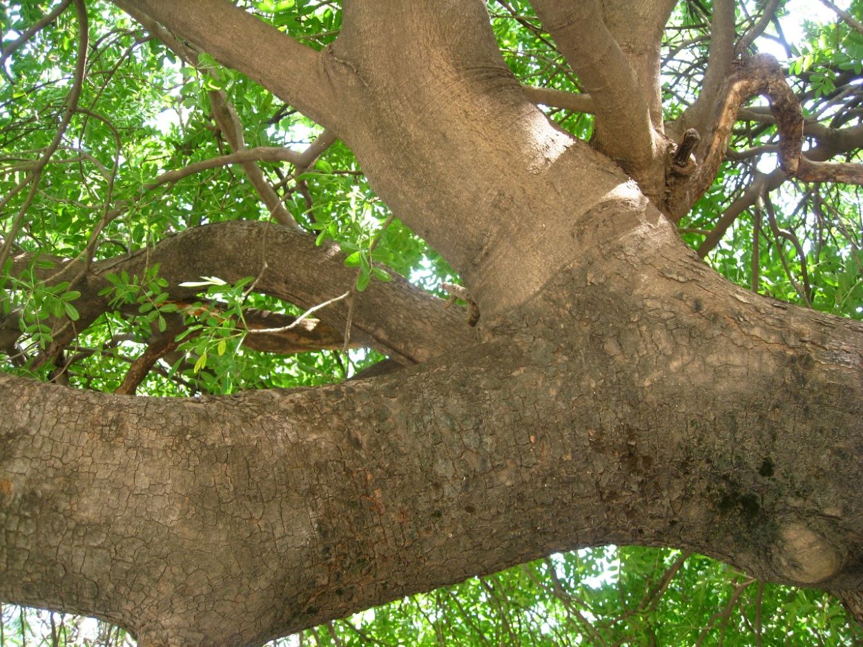 Image of Kigelia pinnata specimen.