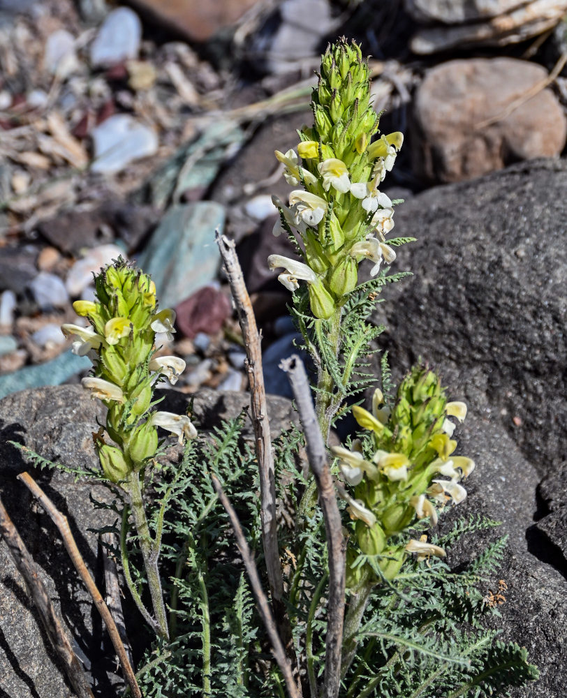 Изображение особи Pedicularis dubia.