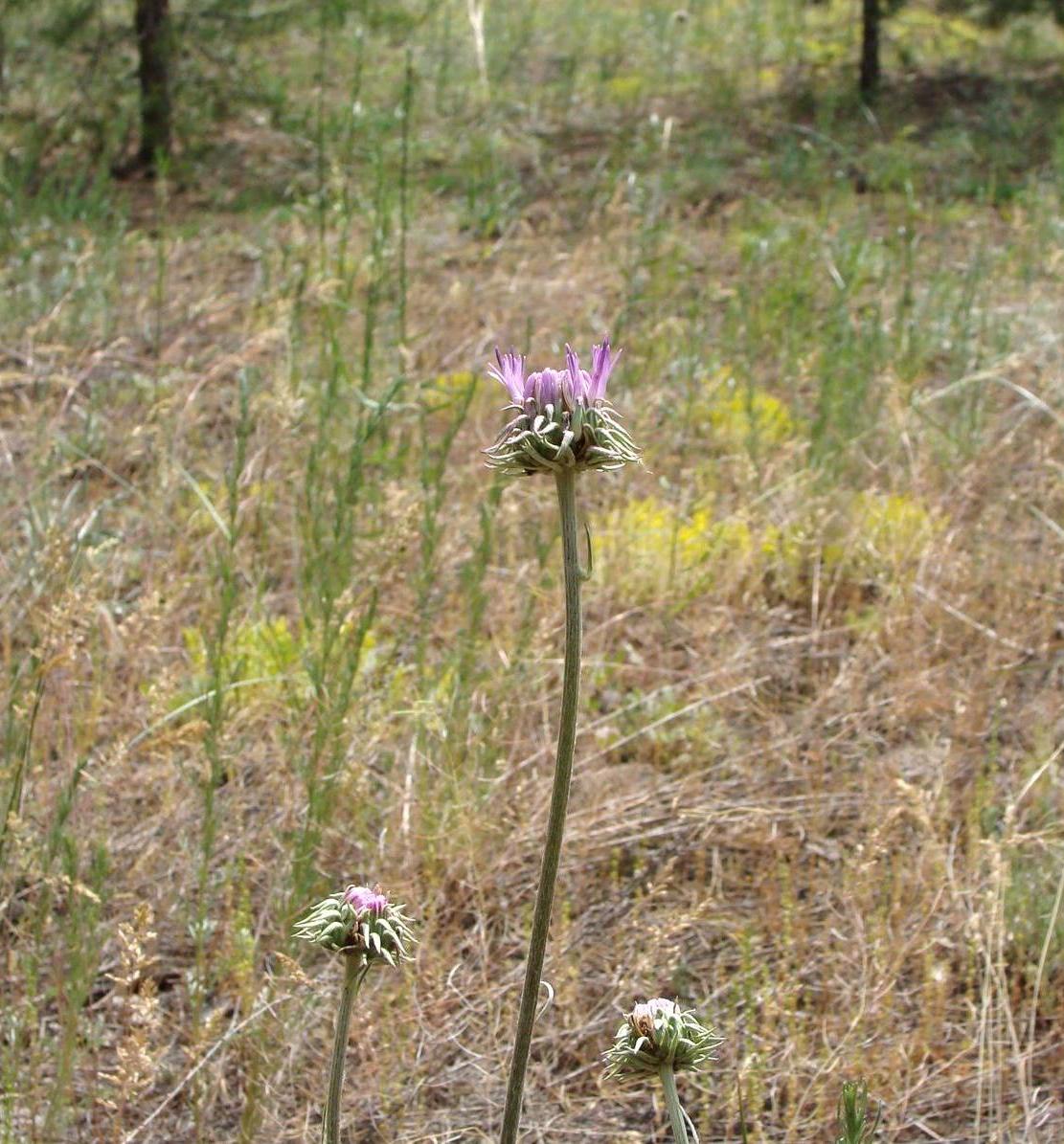 Image of genus Jurinea specimen.