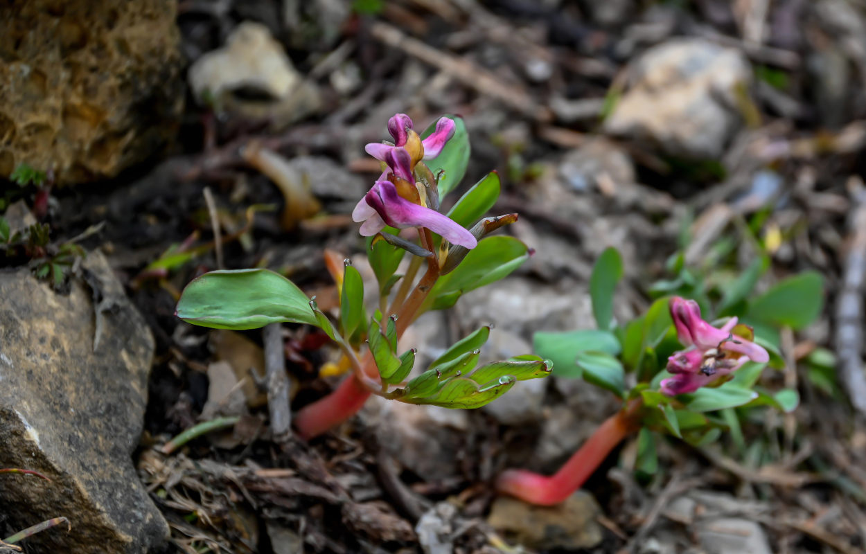 Image of Corydalis ledebouriana specimen.