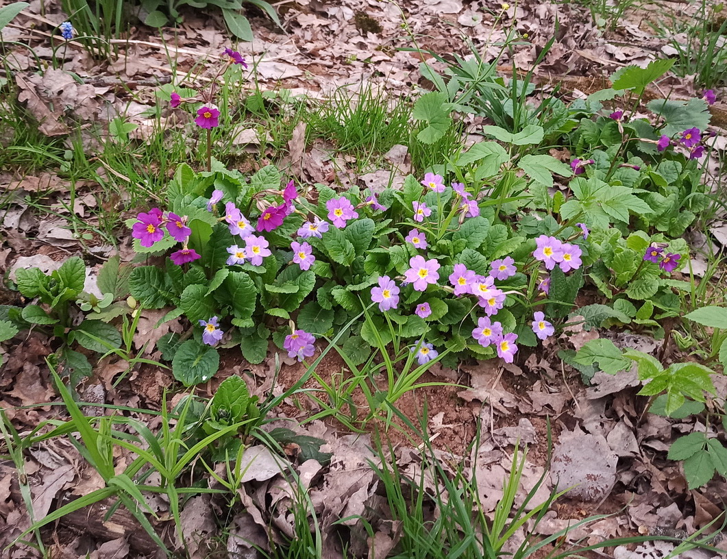 Image of Primula × polyantha specimen.