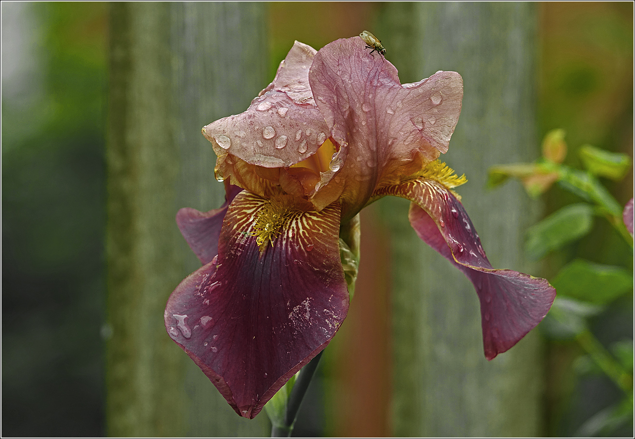 Изображение особи Iris &times; hybrida.