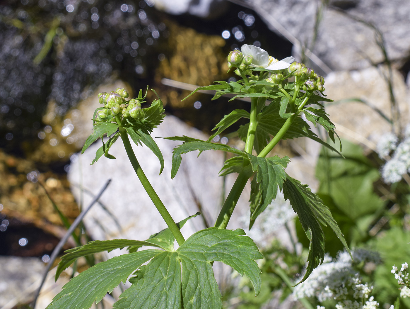 Image of Ranunculus platanifolius specimen.