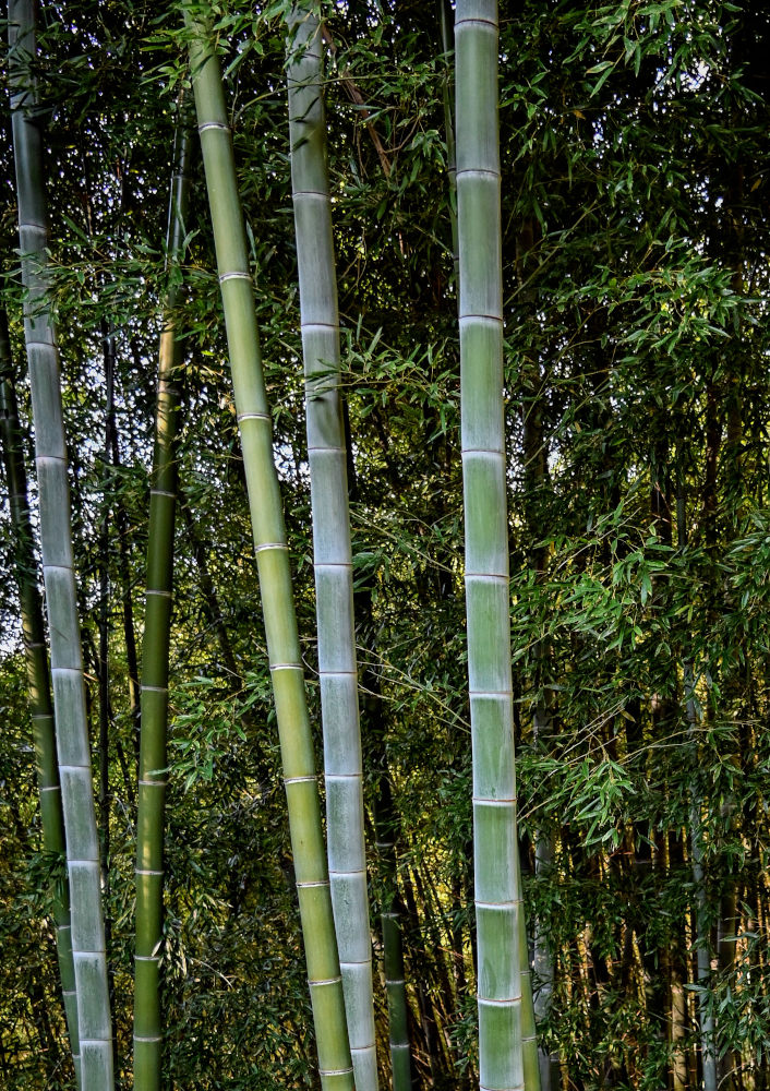 Image of Phyllostachys pubescens specimen.