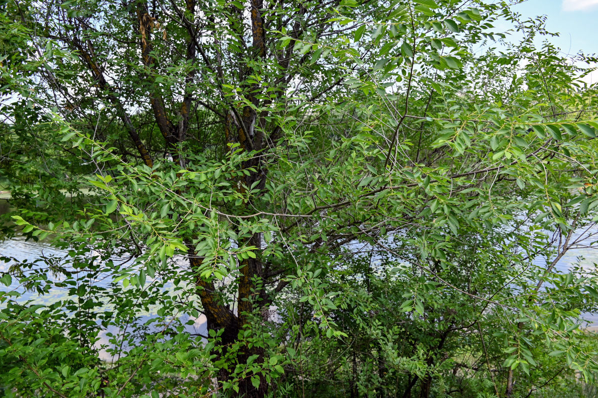 Image of Ulmus pumila specimen.