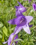 Campanula rapunculoides. Цветок. Кабардино-Балкария, Черекский р-н, окр. с/п Верхняя Балкария, окр. пер. Сев. Курноят, ≈ 2150 м н.у.м., субальпийский луг. 29.07.2024.