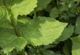 Campanula latifolia. Часть побега с листом (вид на адаксиальную сторону). Республика Адыгея, Майкопский р-н, Кавказский биосферный заповедник, плато Лаго-Наки, перевал Инструкторское Окно, выс. 2014 м н.у.м., субальпийский высокотравный луг. 10.08.2024.