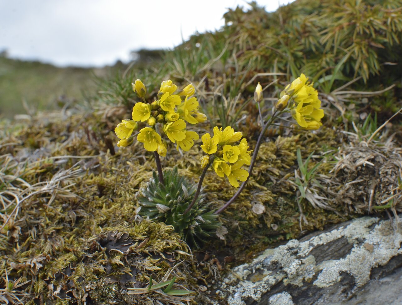 Image of Draba lasiocarpa specimen.